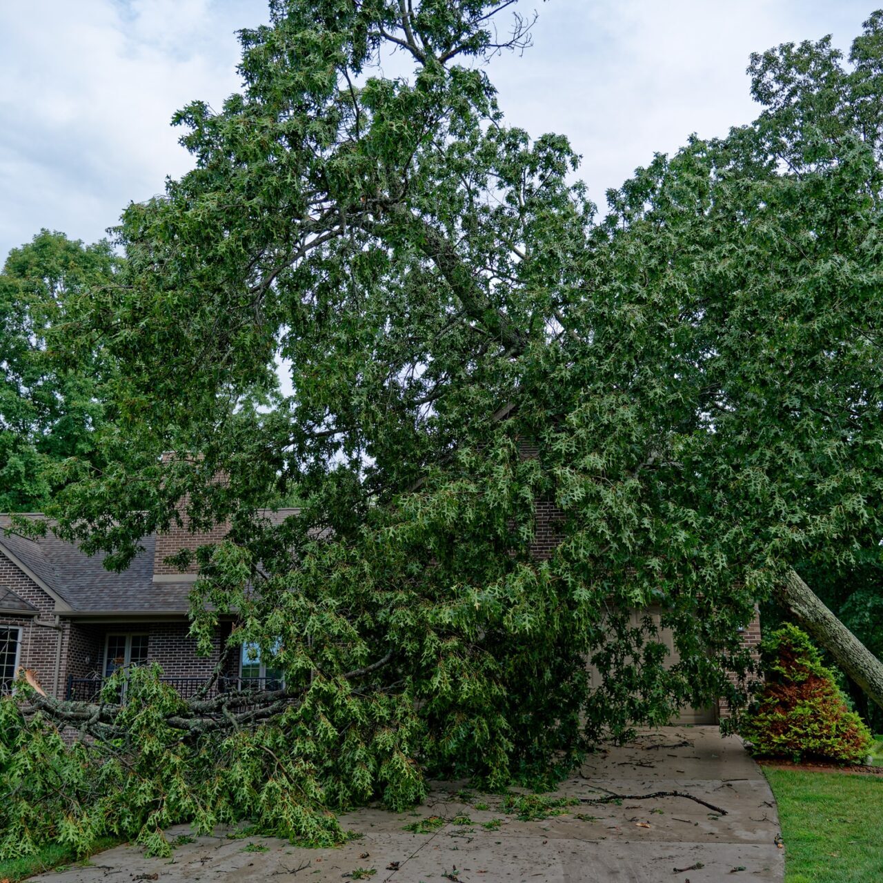 emergency and storm tree removal virginia beach