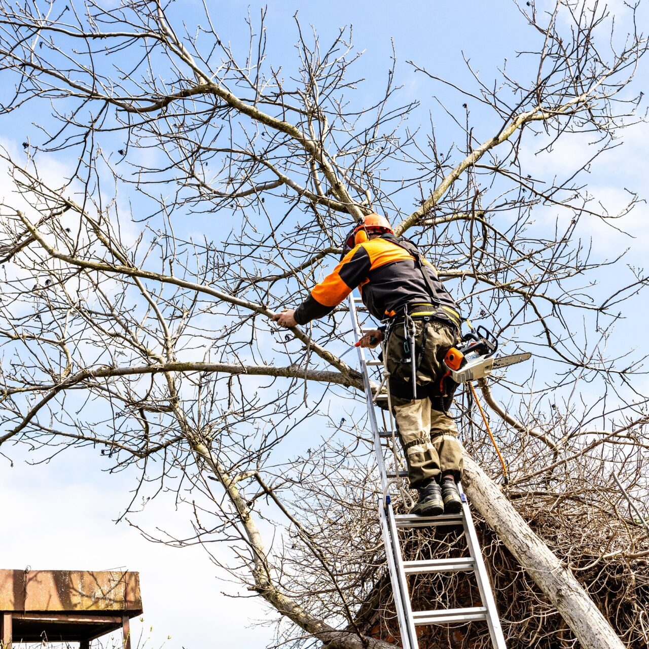 tree arborist or tree surgeon virginia beach