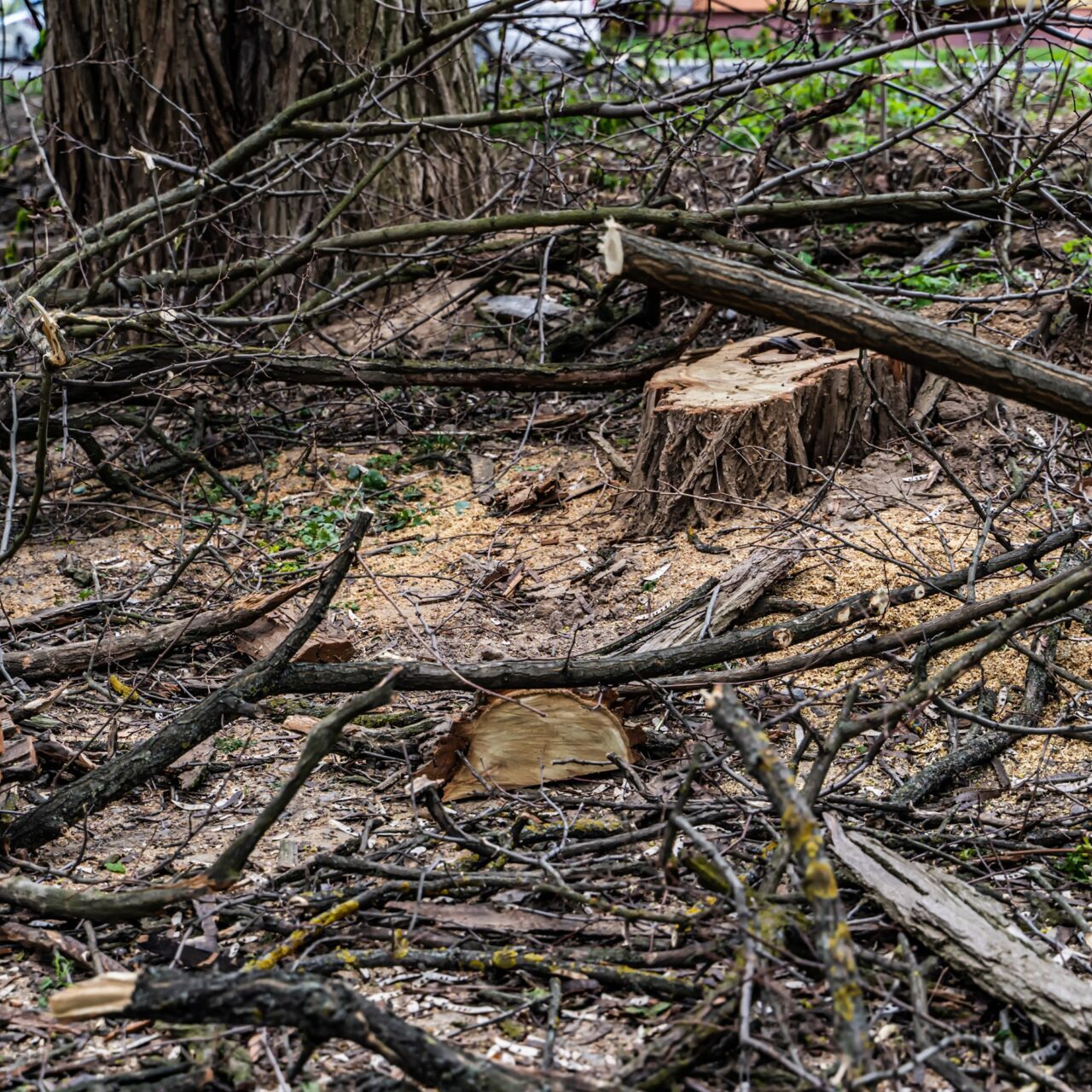 tree branch limbs and debris removal virginia beach