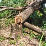 tree removal virginia beach