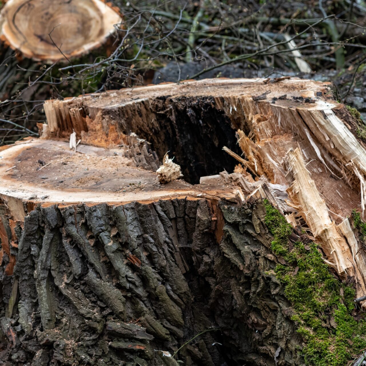 tree stump removal and stump grinding virginia beach