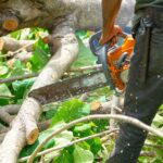 tree trimming virginia beach